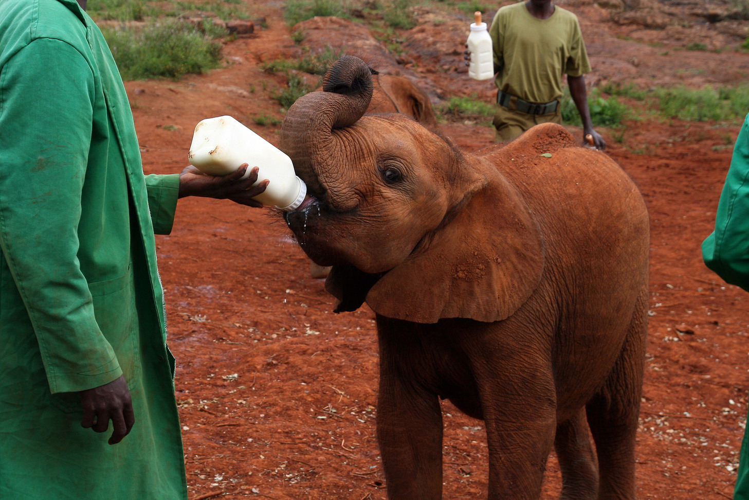 Baby Elephant Receiving Milk